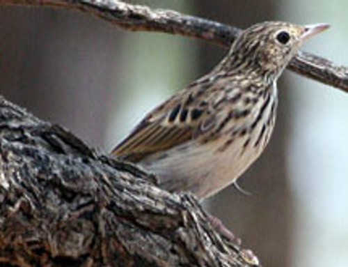 Bushveld Pipit (Anthus caffer), photo 2