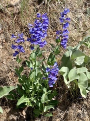 Penstemon cyananthus