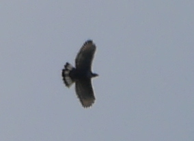 Nisaetus alboniger