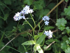 Myosotis sylvatica sylvatica