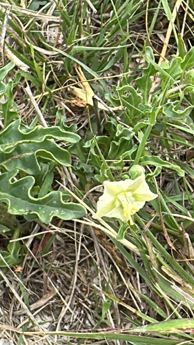 Edwards plateau five-eyes