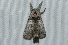 Inguromorpha basalis