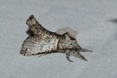 Inguromorpha basalis