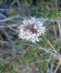 Agathosma foetidissima
