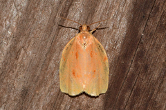 Archips rileyana