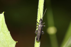 Oedemera tristis