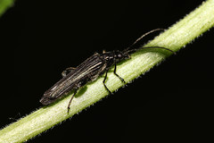 Oedemera tristis