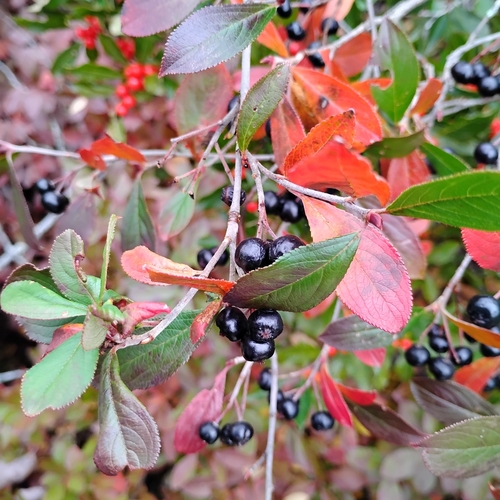 Unknown Species