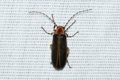 Pseudozonitis