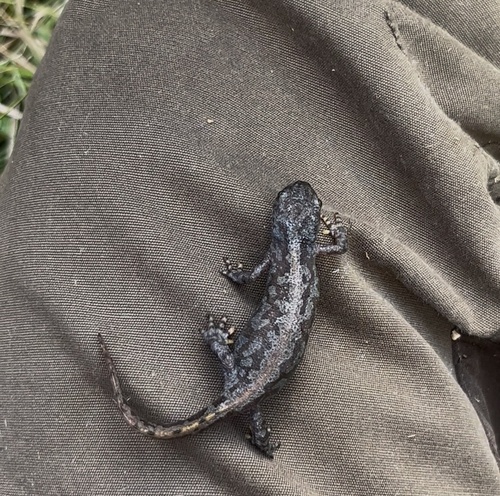 Mesotriton alpestris alpestris
