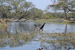 Mycteria leucocephala