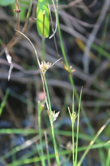 Rhynchospora perrieri