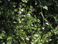 Myosotis sylvatica sylvatica