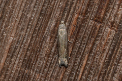 Epiblema minutana