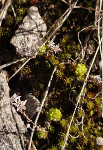 Alpine Stonecrop