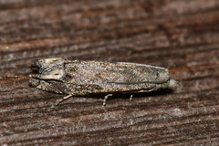 Epiblema minutana