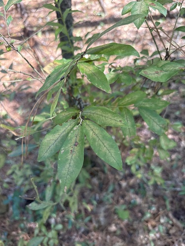 Vaccinium stamineum observed 2026-10-12