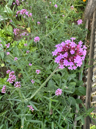 purpletop vervain