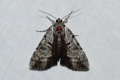 Catocala andromedae