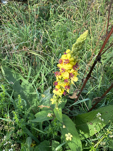 Dark Mullein