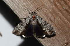 Catocala andromedae