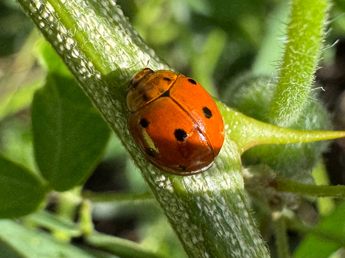 Coelophora inaequalis observed 2026-10-12