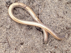 Anniella geronimensis