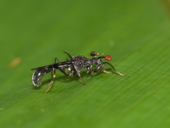 Diopsidae