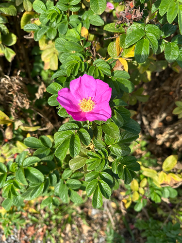 rugosa rose