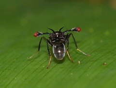 Diopsidae