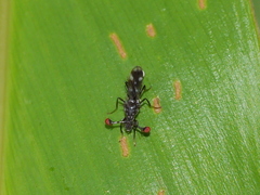 Diopsidae