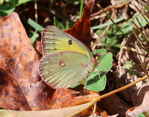 Orange Sulphur
