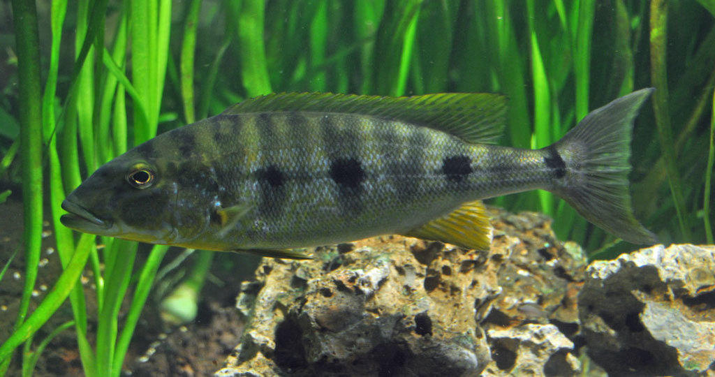 Giant Cichlid