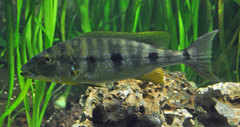 Giant Cichlid photo 1