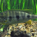 Boulengerochromis microlepis - Photo (c) Dan Koehl, algunos derechos reservados (CC BY)