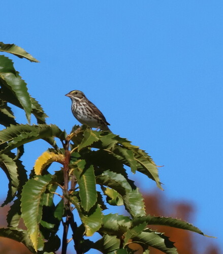 Savannah Sparrow