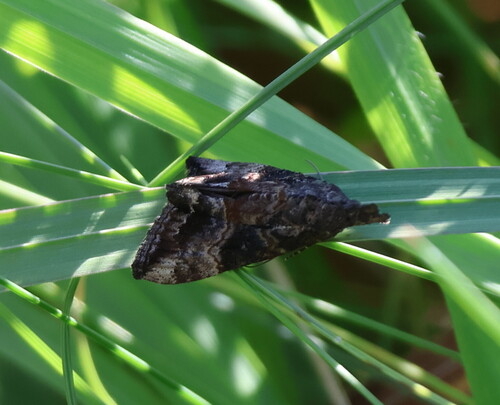 Green Cloverworm Moth