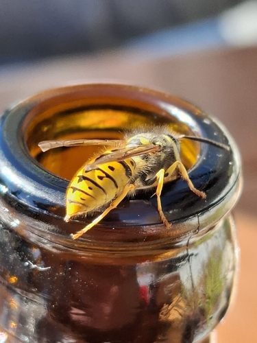 German Yellowjacket