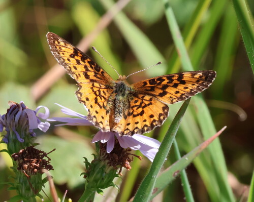 American Silver-bordered Fritillary
