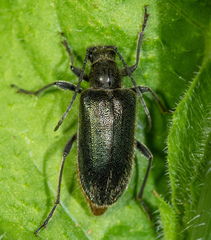 Brachysomida californica