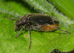 Brachysomida californica