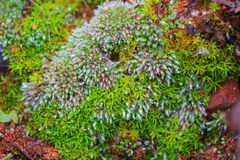 Trichostomum brachydontium