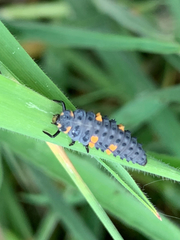 Coccinella septempunctata