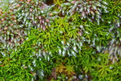 Trichostomum brachydontium