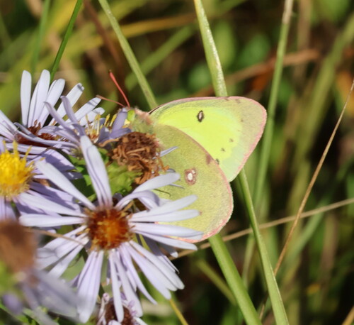 Clouded Sulphur