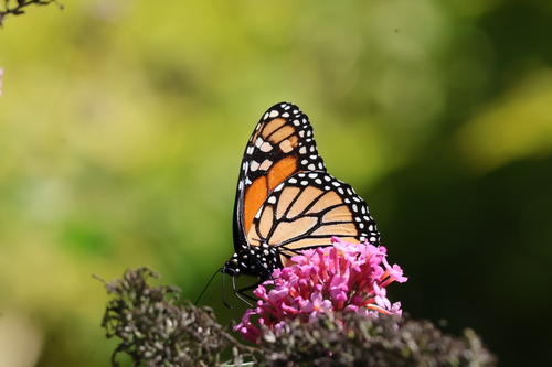 Monarch