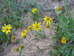 Helianthus smithii