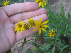 Helianthus smithii