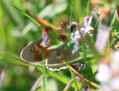 Common Ringlet