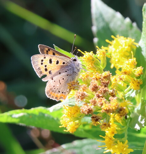 American Copper